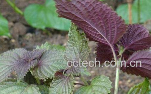 紫苏叶的功效与作用 紫苏叶如何吃-1