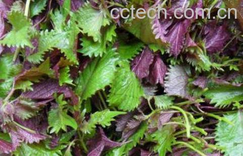 紫苏叶的功效与作用 紫苏叶如何吃-0