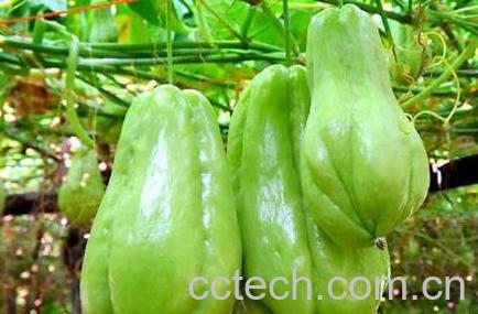 佛手瓜的功效与作用 吃佛手瓜的好处-0