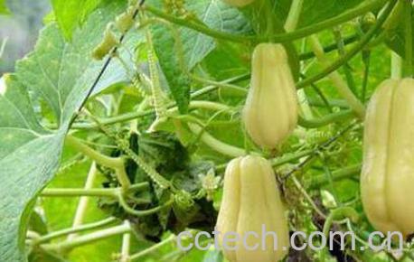 佛手瓜的功效与作用 吃佛手瓜的好处-1