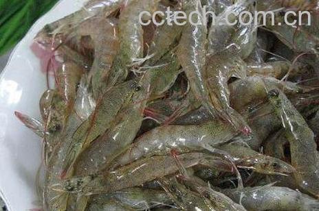 河虾的营养价值及功效-0