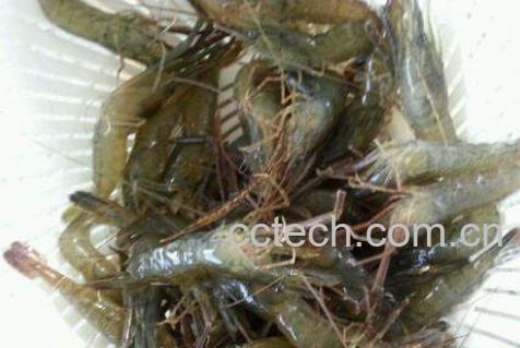 河虾的营养价值及功效-1
