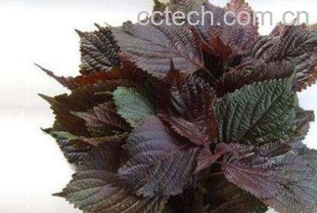 紫苏叶煮水的功效-0