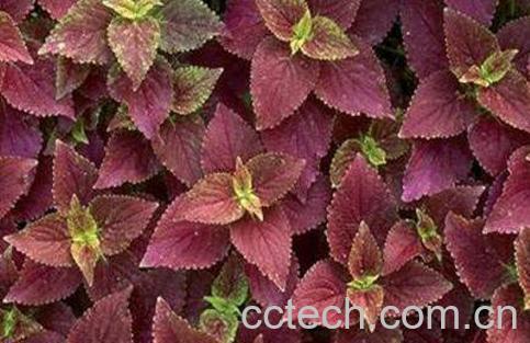 紫苏叶煮水的功效-1