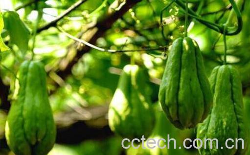  佛手瓜怎么种植 佛手瓜的栽培技巧-1