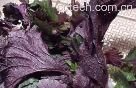 紫苏叶生姜红糖水功效-1