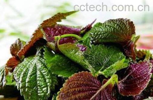 紫苏叶生姜红糖水功效-0