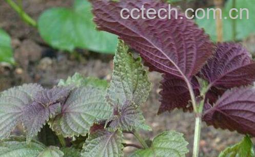 新鲜紫苏叶怎么吃 晒干的苏子叶怎么吃-1