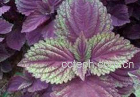 新鲜紫苏叶怎么吃 晒干的苏子叶怎么吃-0