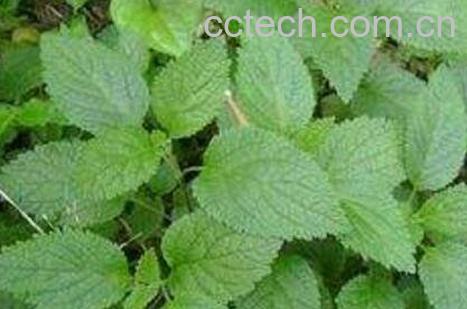 新鲜的藿香怎么吃 藿香的食用方法-1