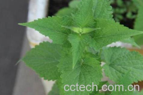 新鲜的藿香怎么吃 藿香的食用方法-0