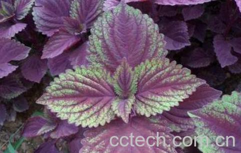 紫苏不能和什么一起吃-0