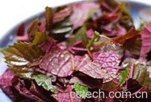 紫苏不能和什么一起吃-1