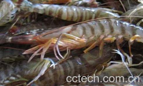河虾和基围虾的区别 基围虾的营养价值-1