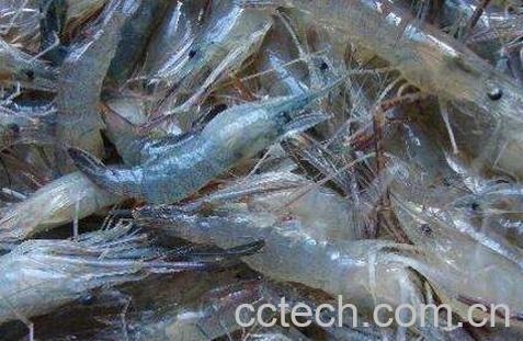 河虾和基围虾的区别 基围虾的营养价值-0