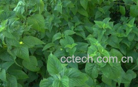 藿香叶的吃法 藿香叶的家常吃法-0