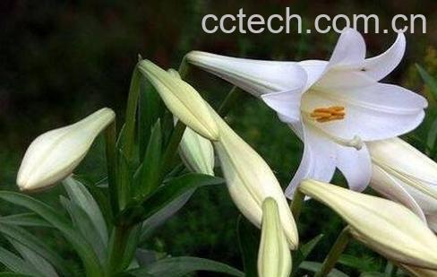 食用百合的种植方法图解-1