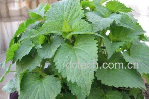 藿香叶的吃法 藿香叶的家常吃法-1