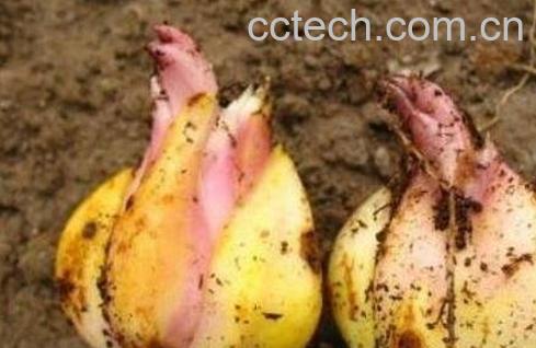 食用百合的种植方法图解-0