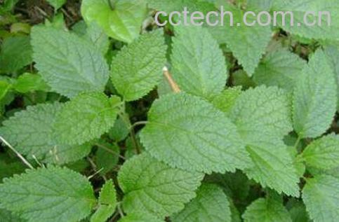 藿香叶的功效与作用-0