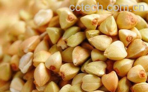 荞麦的功效与作用及食用方法-1