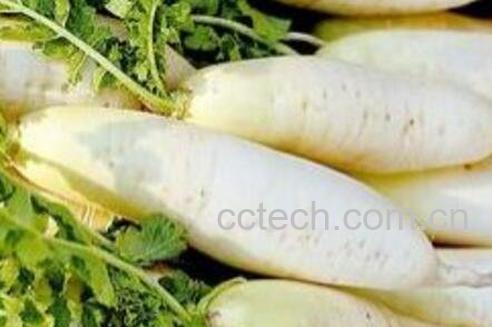 白萝卜的功效及食用方法-1
