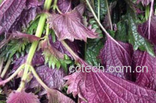 紫苏叶可以生吃吗 紫苏叶能泡水喝吗-0