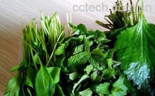 紫苏叶可以生吃吗 紫苏叶能泡水喝吗-1