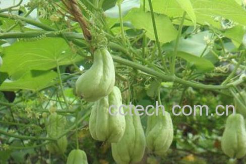 佛手瓜的作用与功效-0