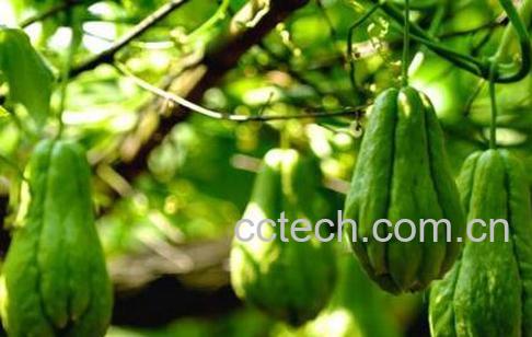 佛手瓜的作用与功效-1