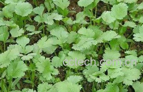 香菜如何种植 香菜的种植方法和时间-0