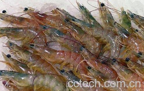 虾不能和什么一起吃 吃虾的禁忌-1