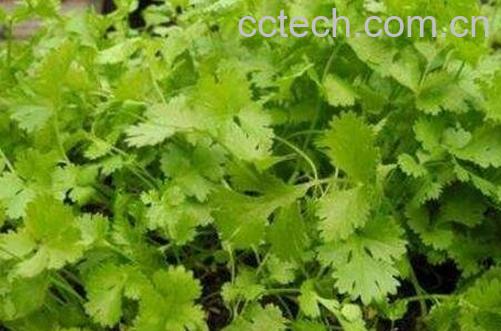 香菜如何种植 香菜的种植方法和时间-1