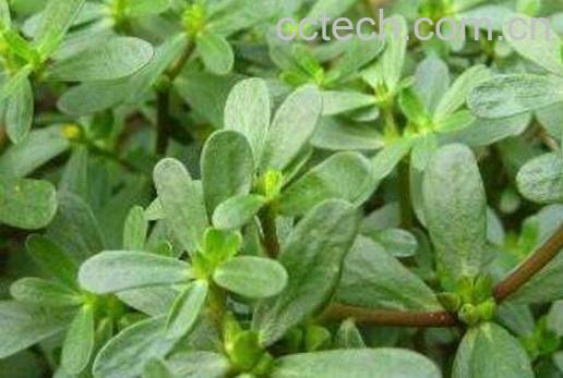 马齿苋的功效与作用及食用禁忌-1