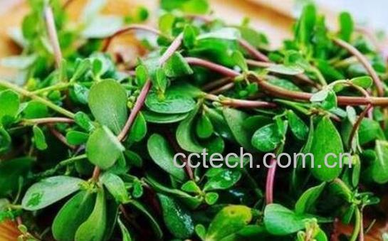 马齿苋的功效与作用及食用禁忌-0