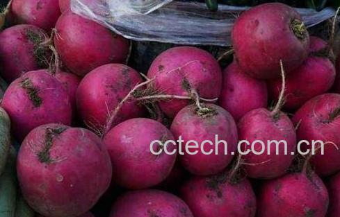 什么是雌性红萝卜 雌性红萝卜的功效与作用-0