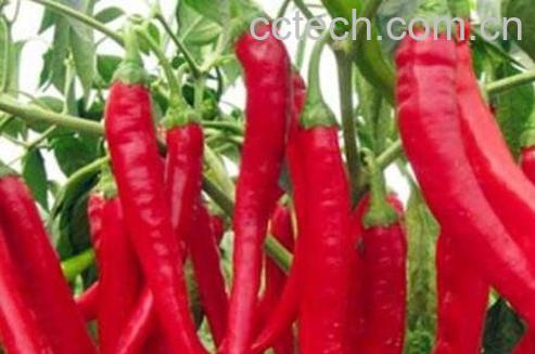 手被辣椒辣了怎么办 辣椒辣手的解决方法-0