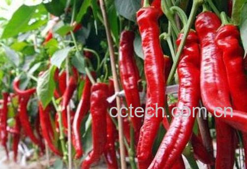 手被辣椒辣了怎么办 辣椒辣手的解决方法-1