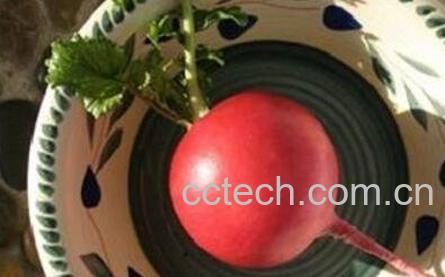什么是雌性红萝卜 雌性红萝卜的功效与作用-1