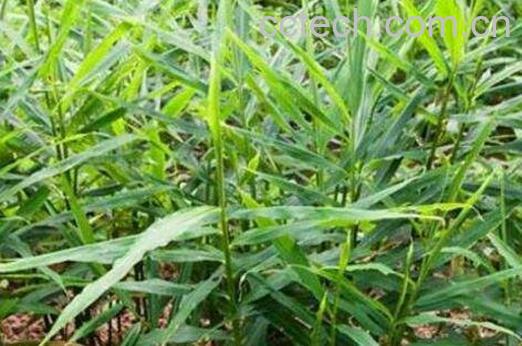 姜的种植方法和时间-0