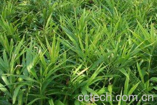 姜的种植方法和时间-1