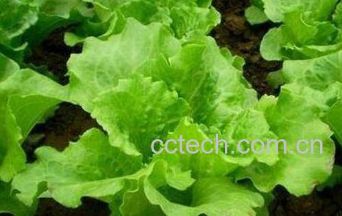 生菜的种植方法和时间-1