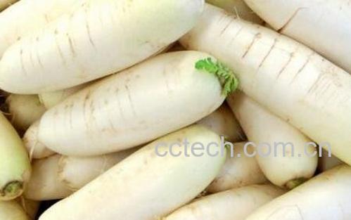 白萝卜的功效和禁忌-0