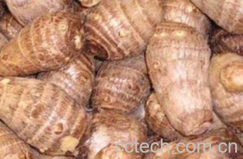 吃芋头的功效与作用-0
