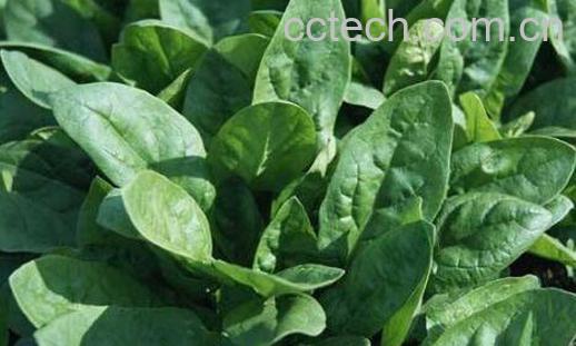 菠菜的种植方法和时间-0