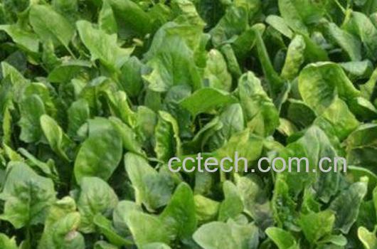 菠菜的种植方法和时间-1