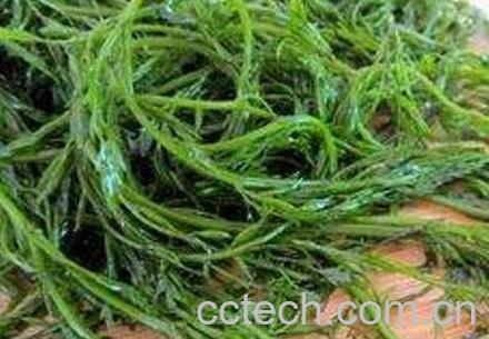 螺旋藻怎么吃 螺旋藻的吃法技巧-0