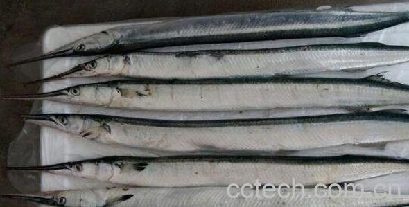 针良鱼的功效与作用-0