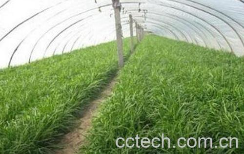 韭菜的种植方法和时间-0