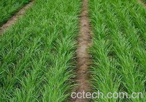 韭菜的种植方法和时间-1